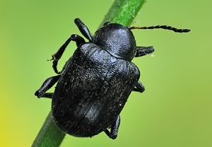 Rebenfallkäfer (Bromius obscurus) &ndash; Foto 2