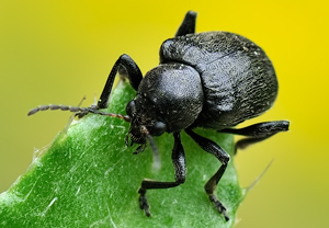 Rebenfallkäfer (Bromius obscurus) &ndash; Foto 3