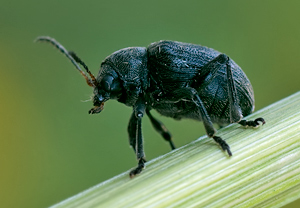 Rebenfallkäfer (Bromius obscurus) &ndash; Foto 1