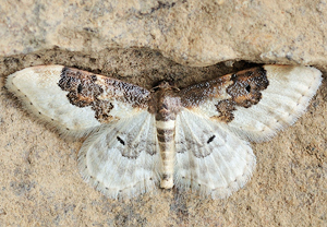 Südlicher Zwergspanner (Idaea rusticata) &ndash; Foto 1