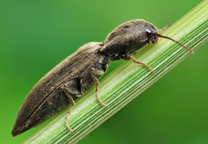 Samt-Schnellkäfer (Agriotes pilosellus) – Foto 2