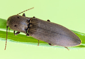 Samt-Schnellkäfer (Agriotes pilosellus) – Foto 3