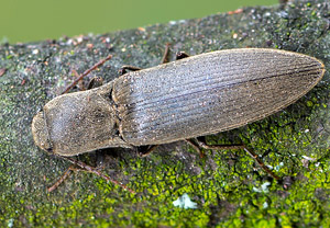 Samt-Schnellkäfer (Agriotes pilosellus), 08.04.2019