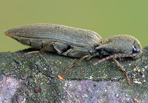 Samt-Schnellkäfer (Agriotes pilosellus), 08.04.2019