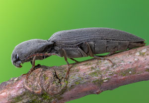 Samt-Schnellkäfer (Agriotes pilosellus), 24.04.2022, Brühl