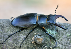 Lucanus pontbrianti, 22.07.2010