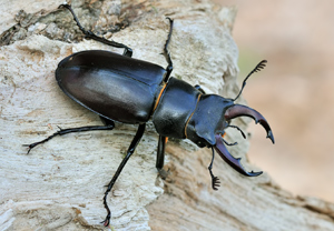 - (Lucanus pontbrianti)