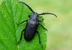 Sägebock (Prionus coriarius), 29.07.2025, Wyry