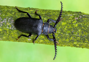 Sägebock (Prionus coriarius), 24.07.2025, Wyry