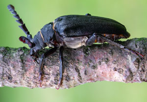Sägebock (Prionus coriarius), 23.07.2025, Wyry