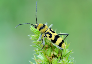 Variabler Widderbock (Chlorophorus varius), 12.07.2010