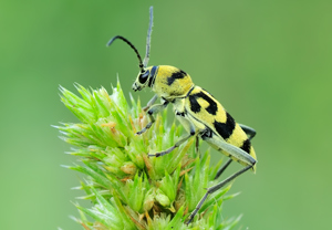 Variabler Widderbock (Chlorophorus varius), 12.07.2010
