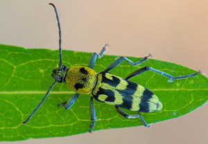 Variabler Widderbock (Chlorophorus varius), 08.08.2018, Starigrad