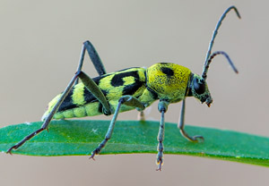 Variabler Widderbock (Chlorophorus varius), 08.08.2018, Starigrad