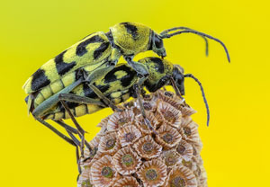 Variabler Widderbock (Chlorophorus varius), 18.07.2023, Baska