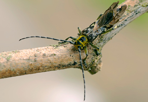 Leiterbock (Saperda scalaris) – Foto 2