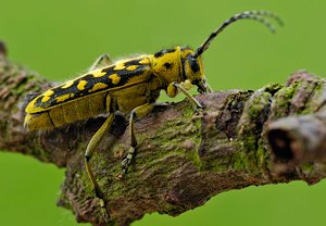 Leiterbock (Saperda scalaris) – Foto 3