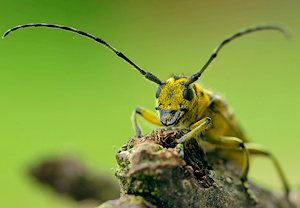 Leiterbock (Saperda scalaris) – Foto 4