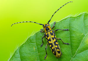 Leiterbock (Saperda scalaris), 03.05.2025, Erftstadt