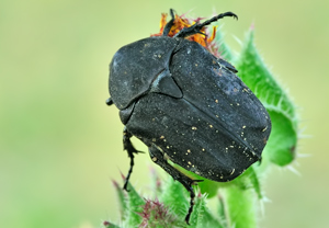 Protaetia morio – Foto 2