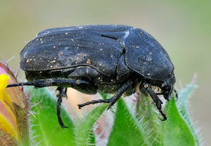 Protaetia morio – Foto 3