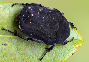 Protaetia morio, 16.10.2021, Tossa de Mar