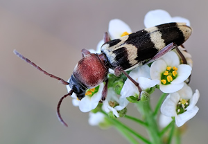 Chlorophorus trifasciatus, 18.07.2010