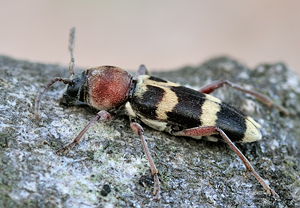 Chlorophorus trifasciatus, 18.07.2010