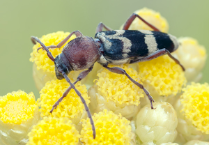Chlorophorus trifasciatus, 05.06.2012