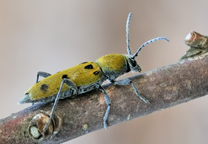 Chlorophorus glabromaculatus, 18.07.2010