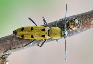 Chlorophorus glabromaculatus, 18.07.2010
