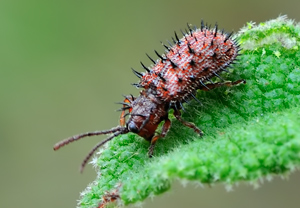 Brauner Stachelkäfer (Dicladispa testacea) &ndash; Foto 2