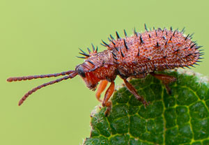Brauner Stachelkäfer (Dicladispa testacea), Santa Susanna
