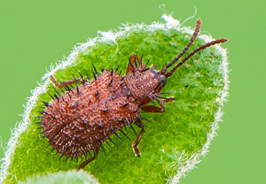 Brauner Stachelkäfer (Dicladispa testacea), Santa Susanna