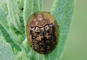 Nebelschildkäfer (Cassida nebulosa), 15.07.2010