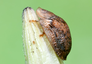 Nebelschildkäfer (Cassida nebulosa), 23.07.2011