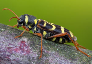 Sauerkirschen-Widderbock (Xylotrechus arvicola), 29.06.2025, Brühl