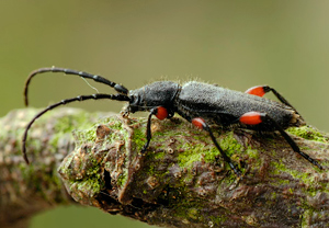 Mattschwarzer Scheibenbock (Ropalopus femoratus) &ndash; Foto 2