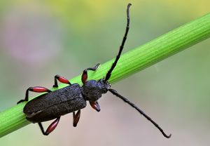 Mattschwarzer Scheibenbock (Ropalopus femoratus) &ndash; Foto 3
