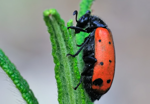 Hycleus duodecimpunctatus, 21.07.2010