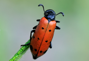 - (Hycleus duodecimpunctatus)