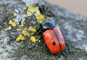 Zweipunktiger Fallkäfer (Cryptocephalus bipunctatus)
