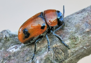 Roter Dolden-Blattkäfer (Coptocephala rubicunda), 23.07.2010