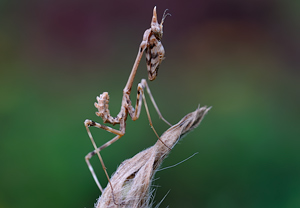 Haubenfangschrecke (Empusa pennata) &ndash; Foto 2