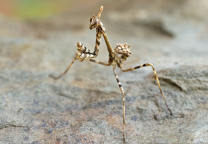 Haubenfangschrecke (Empusa pennata) &ndash; Foto 3