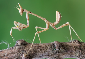 Haubenfangschrecke (Empusa pennata) &ndash; Foto 1