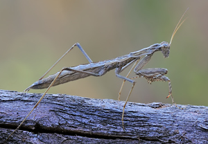Geomantis larvoides, 21.07.2010