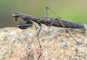 Geomantis larvoides, 05.06.2012