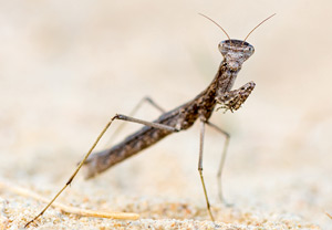 Geomantis larvoides, 07.07.2015