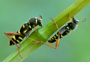 Gemeiner Widderbock (Clytus arietis) &ndash; Foto 2